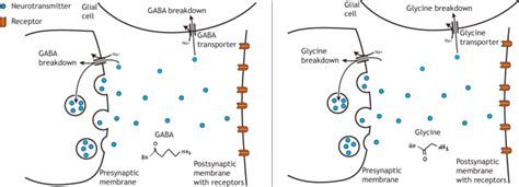 Neurotransmitter Clearance – Foundations of .